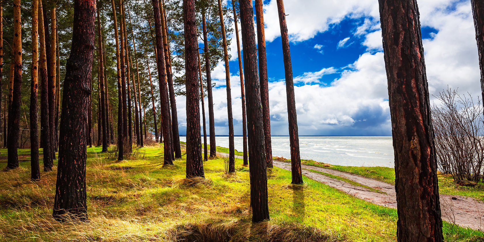 Сосны лес вдоль Обского моря Новосибирск